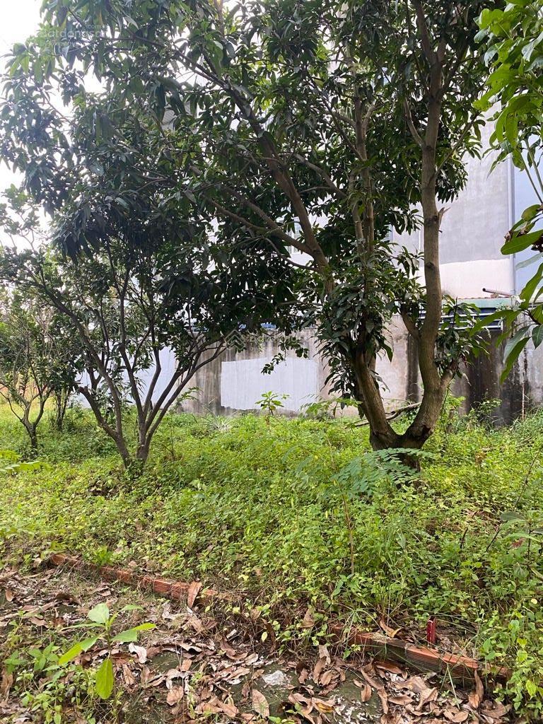 Đất bề ngang khủng 15m Lê Văn Lương Phước Kiển đường xe hơi khu yên tĩnh cao sach gần trường Đất bề ngang khủng 15m Lê Văn Lương Phước Kiển đường xe hơi khu yên tĩnh cao sach gần trường