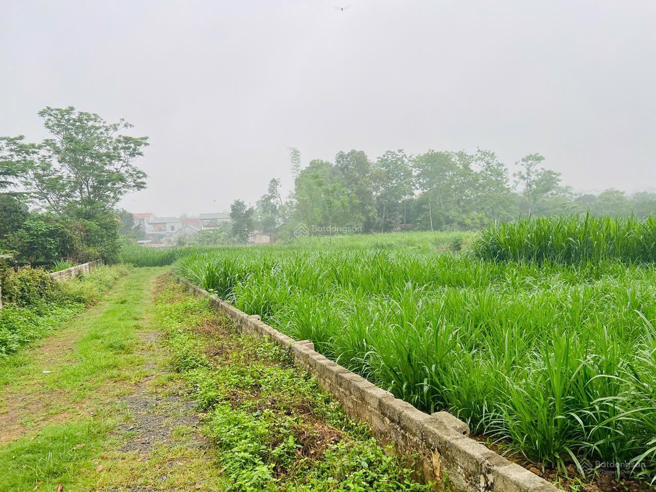 Cân chuyển nhượng 500m đất khai hoang tại yên bài siêu rẻ chỉ 260triệu vnd