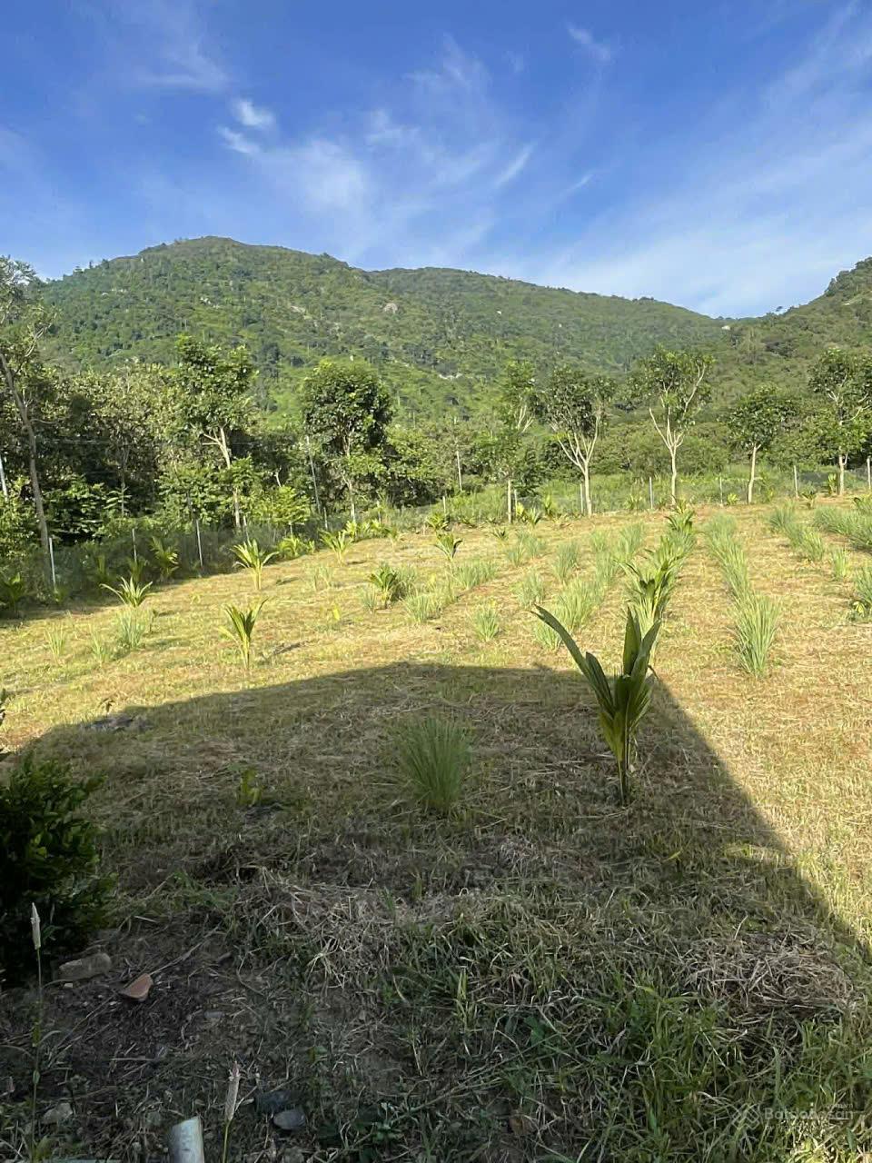 khu nghỉ dưỡng view núi tại Suối Cát, Xuân Lộc,DT: 7541 m2 ,Gía 600tr/1 sào