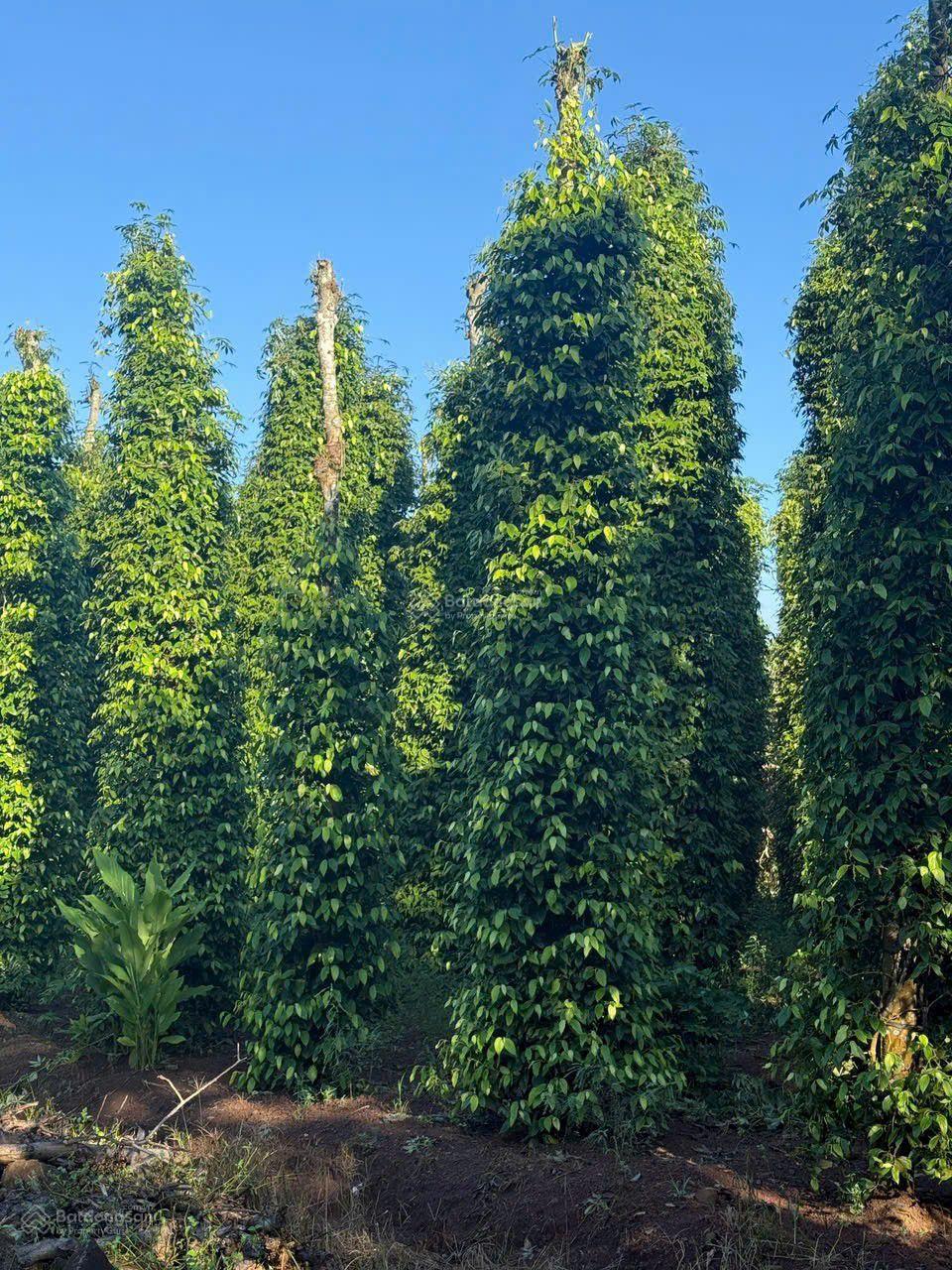 Bán vườn tiêu 1200m2 đường nhựa sát dân cư