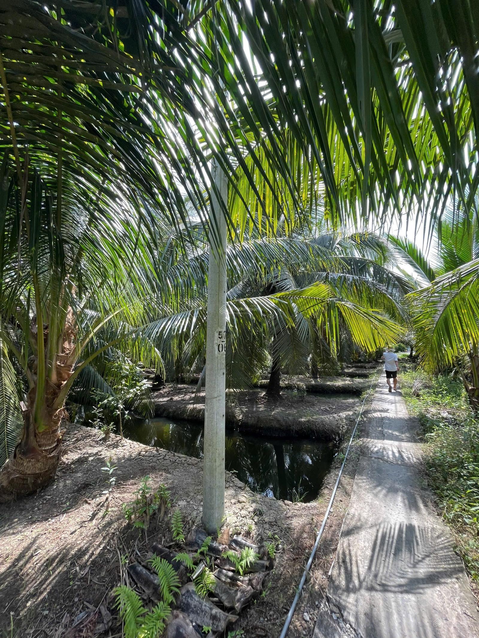 Bán vườn dừa thu nhập sẵn 3.868m Tân Phú Đông Giá chỉ 390tr/công/ 1,000m2