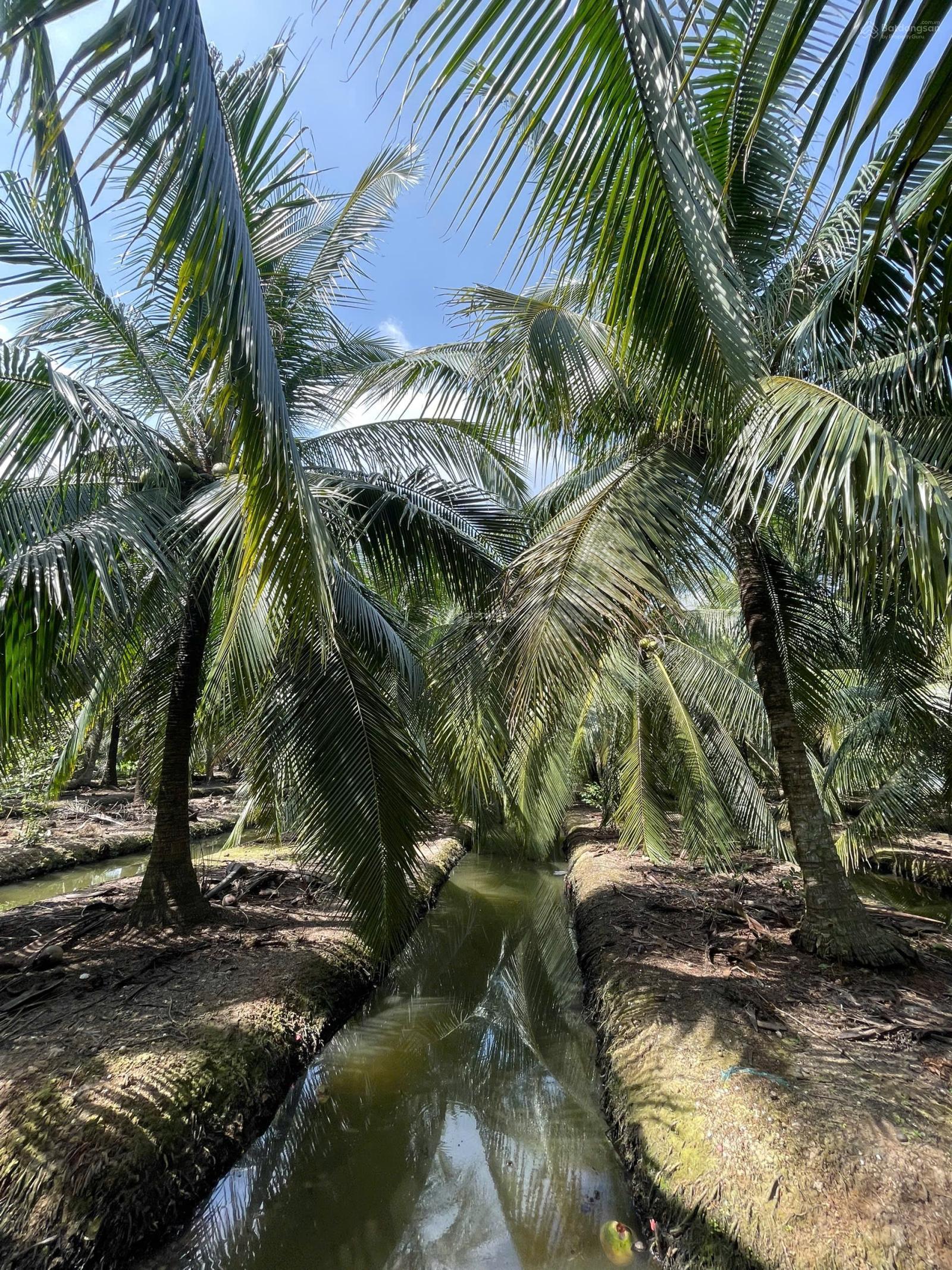 Bán vườn dừa thu nhập sẵn 3.868m Tân Phú Đông Giá chỉ 390tr/công/ 1,000m2