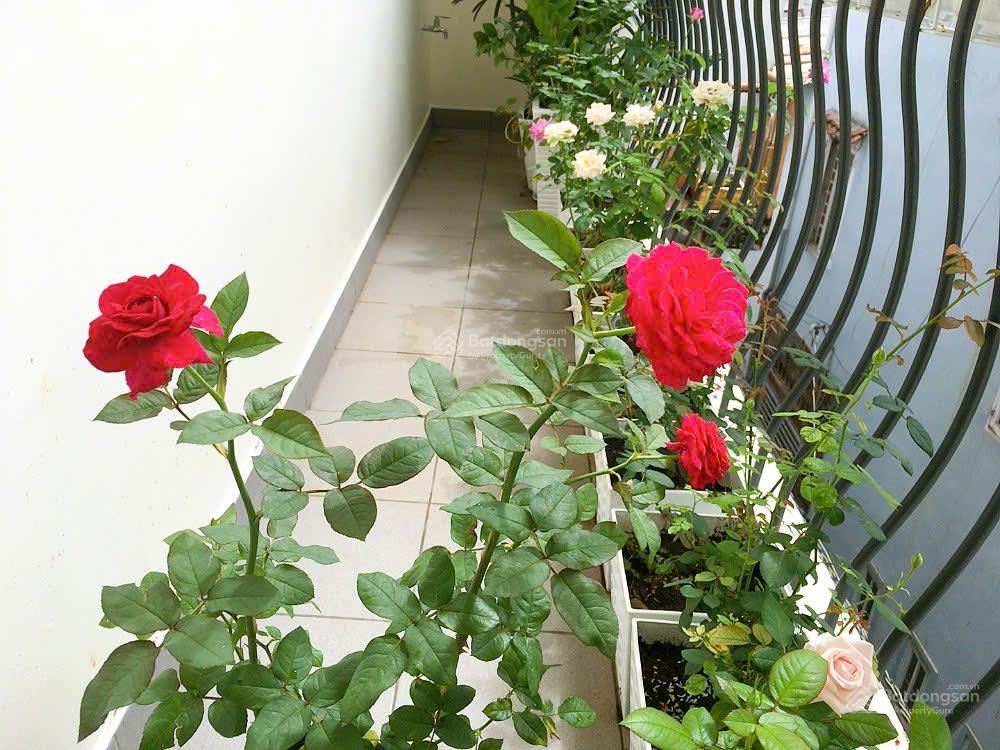 Bán Nhà Phạm Văn Hai, P3 Tân Bình [6.3m*10m] 3 Tầng Chỉ 7.5 tỷ còn thương lượng