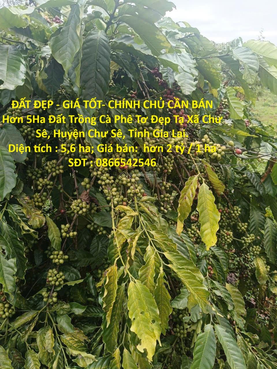 ĐẤT ĐẸP - GIÁ TỐT- CHÍNH CHỦ CẦN BÁN Hơn 5Ha Đất Trồng Cà Phê Tơ Đẹp Tại Xã Chư Sê, Gia Lai.