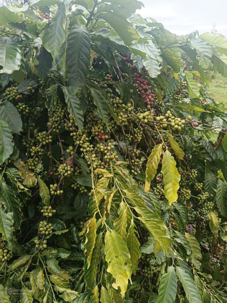 ĐẤT ĐẸP - GIÁ TỐT- CHÍNH CHỦ CẦN BÁN Hơn 5Ha Đất Trồng Cà Phê Tơ Đẹp Tại Xã Chư Sê, Gia Lai.