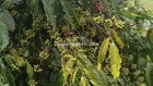 ĐẤT ĐẸP - GIÁ TỐT- CHÍNH CHỦ CẦN BÁN Hơn 5Ha Đất Trồng Cà Phê Tơ Đẹp Tại Xã Chư Sê, Gia Lai.