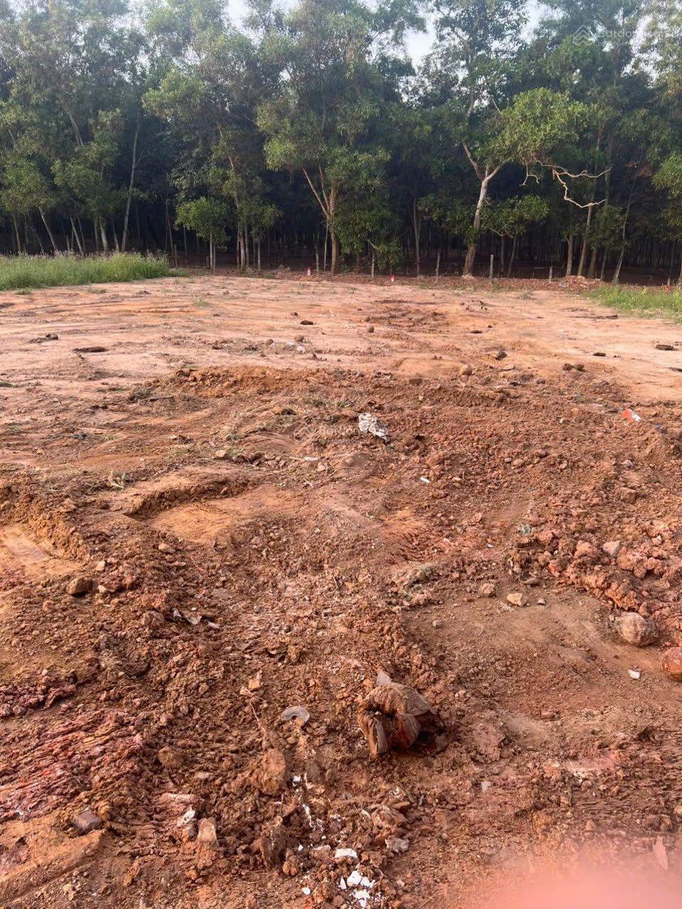 Đất ngay chợ Tự Phát _ Chánh Phú Hòa