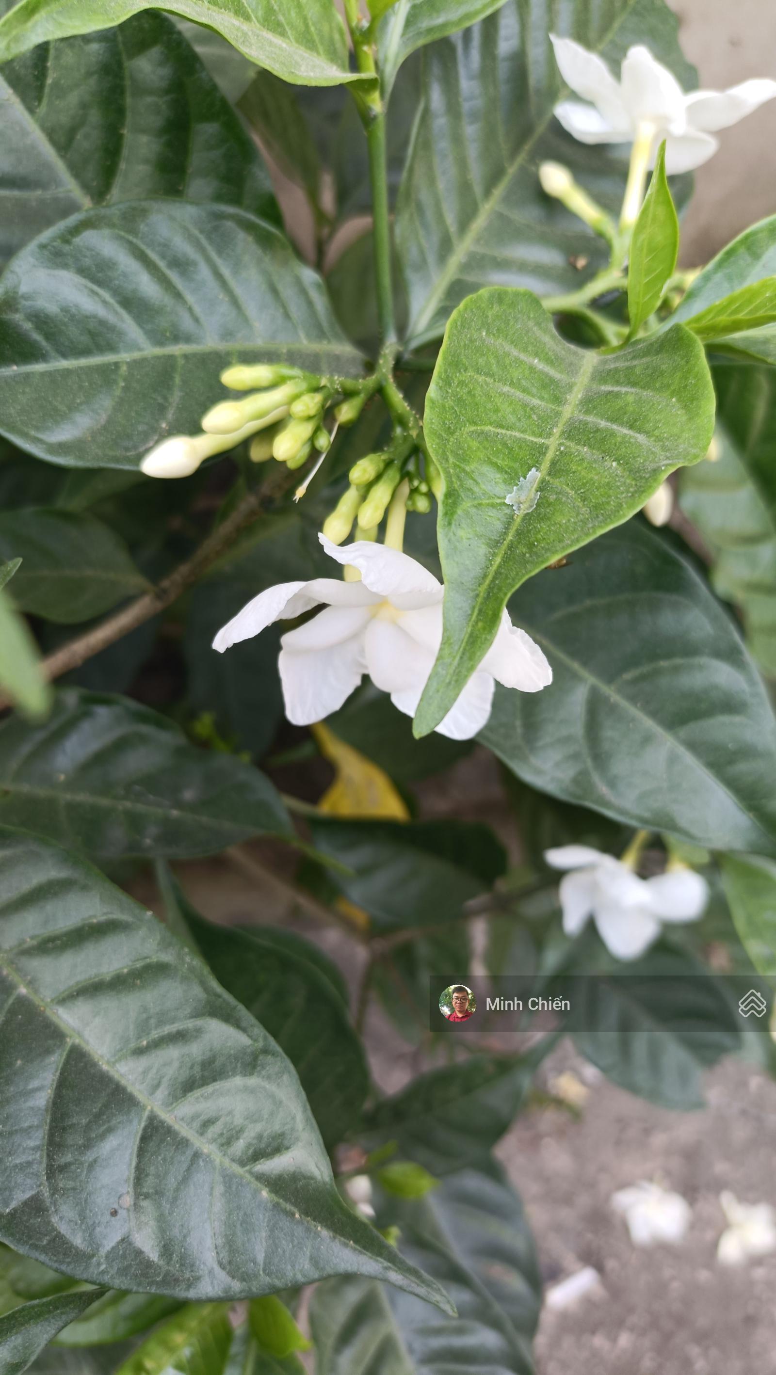 Đất thổ cư 5x26m, mặt tiền đường nhựa thông Phan Văn Hớn vào 150m, ấp Tiền Lân xã Bà Điểm Đất thổ cư 5x26m, mặt tiền đường nhựa thông Phan Văn Hớn vào 150m, ấp Tiền Lân xã Bà Điểm