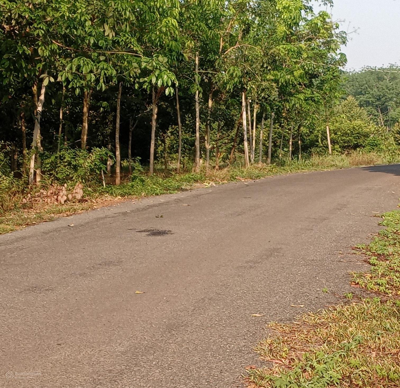 Bán đất đường nhựa tại Ấp Việt Quang, Lộc Quang, Lộc Ninh, Bình Phước, 6,5 tỷ, 11013 m2