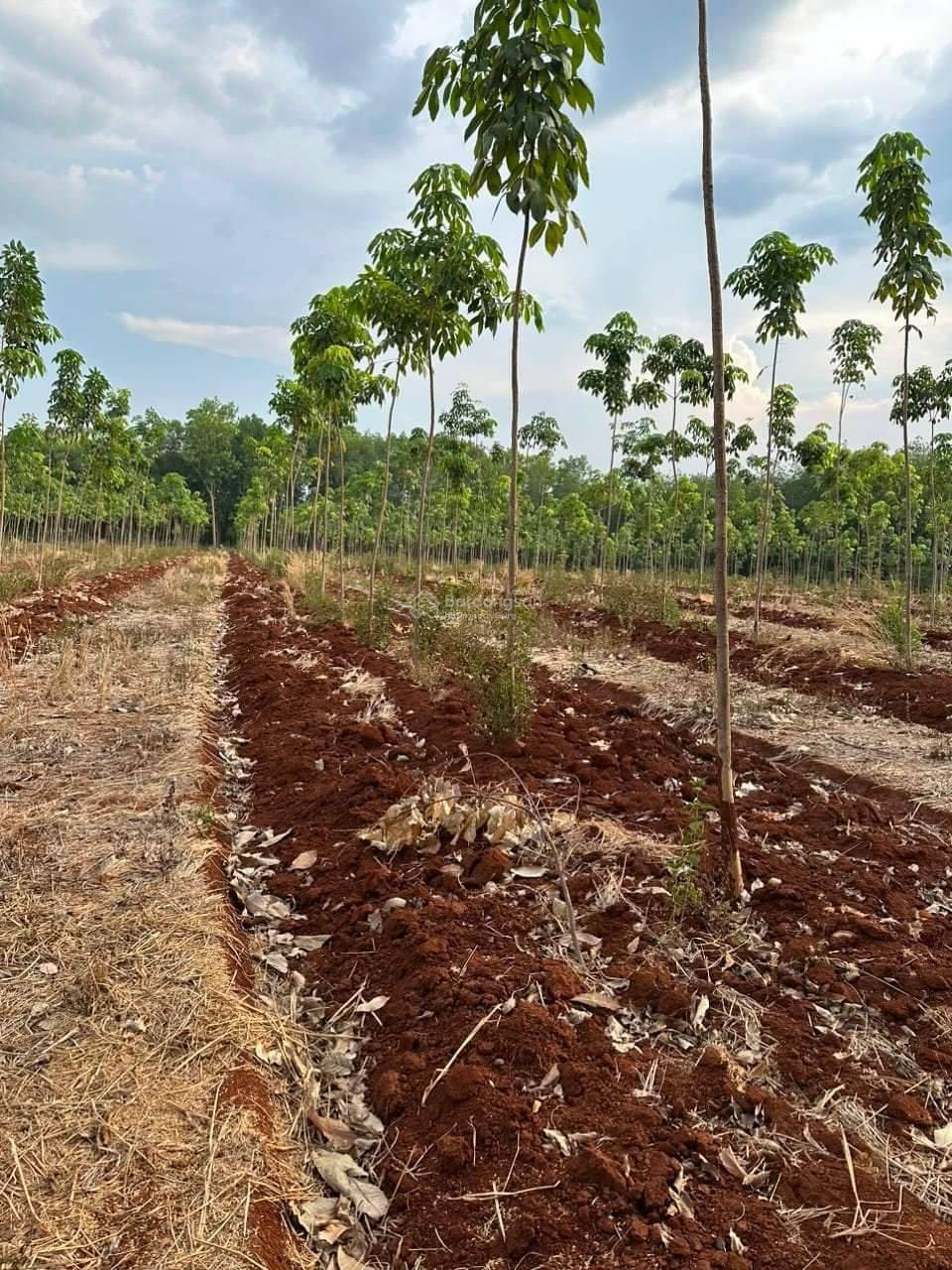 Bán đất tại Xã Lộc Quang, Lộc Ninh, Bình Phước, 19,3 tỷ, 38000 m2