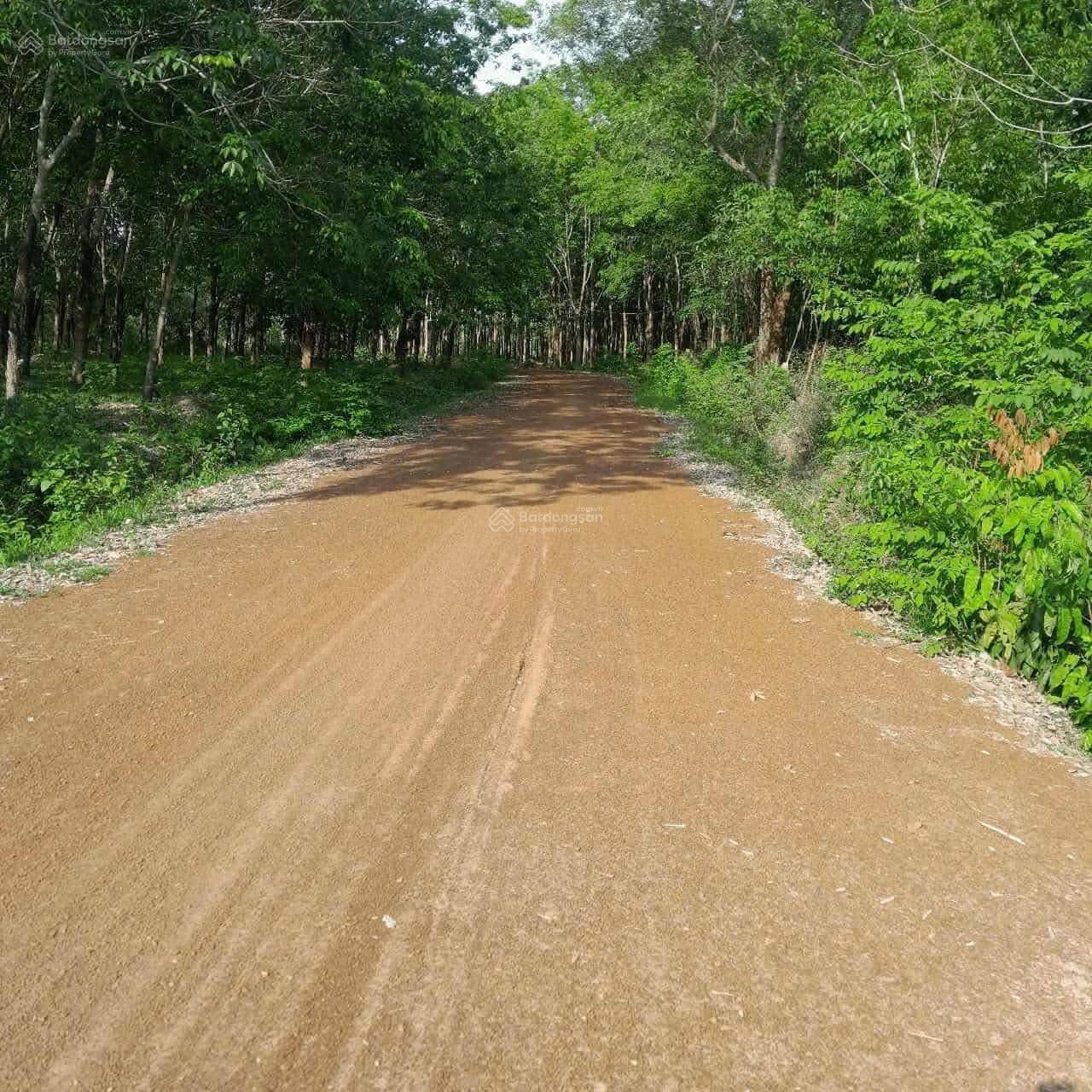 Bán 8 sào 1 cao su như hình xã Lộc Quang Lộc Ninh Bình Phước