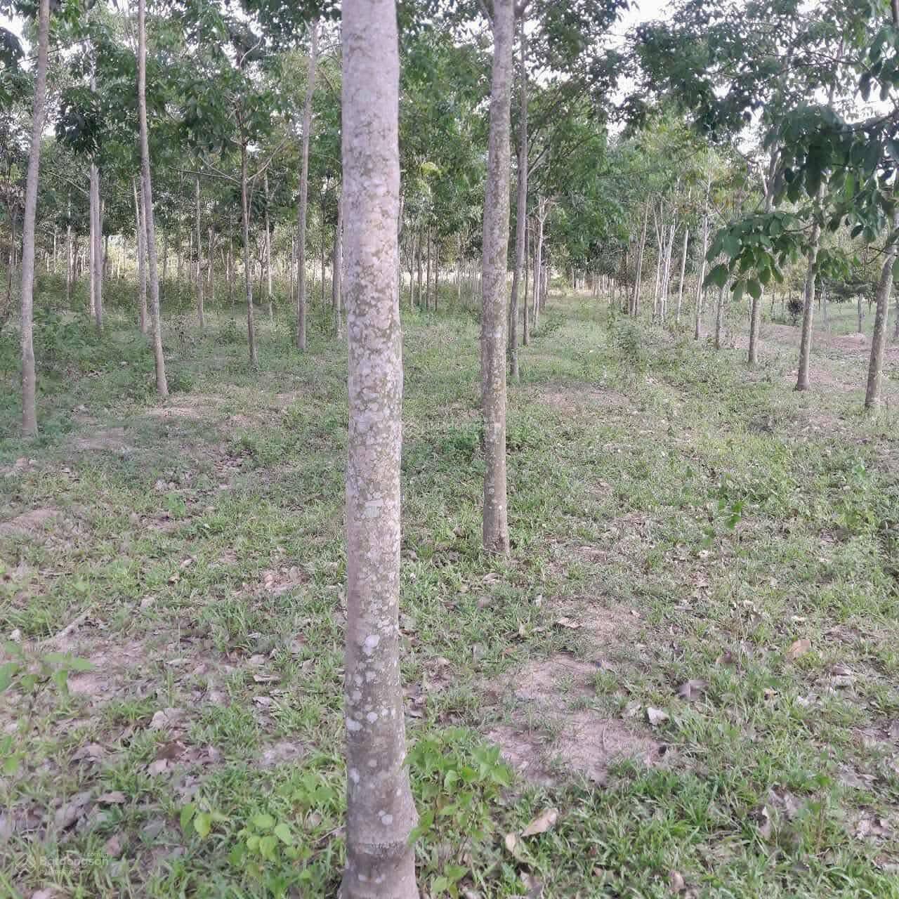 Bán 8 sào 1 cao su như hình xã Lộc Quang Lộc Ninh Bình Phước