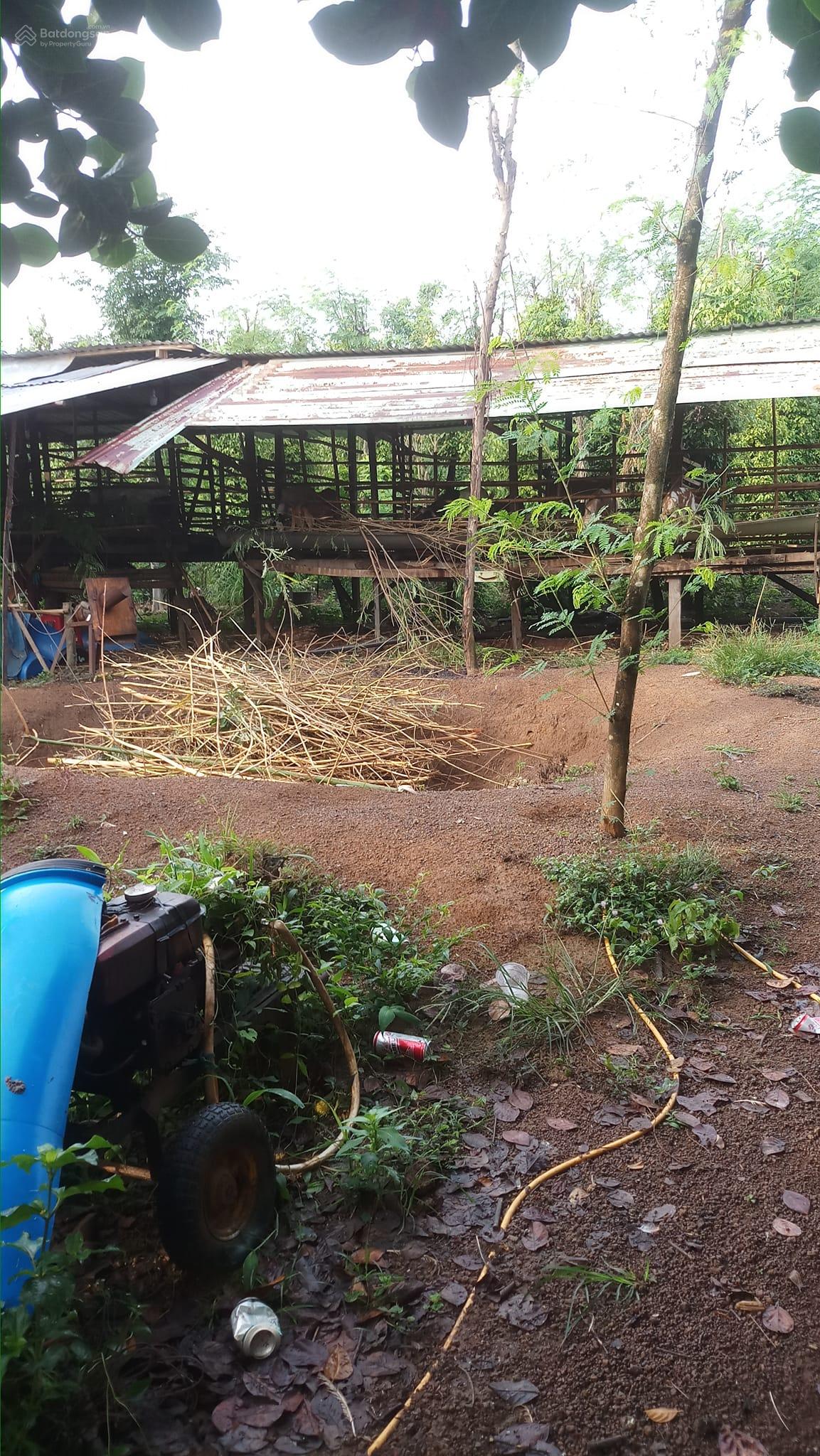 Bán 1,3ha rẫy ở Lộc Quang, Lộc Ninh, Bình Phước