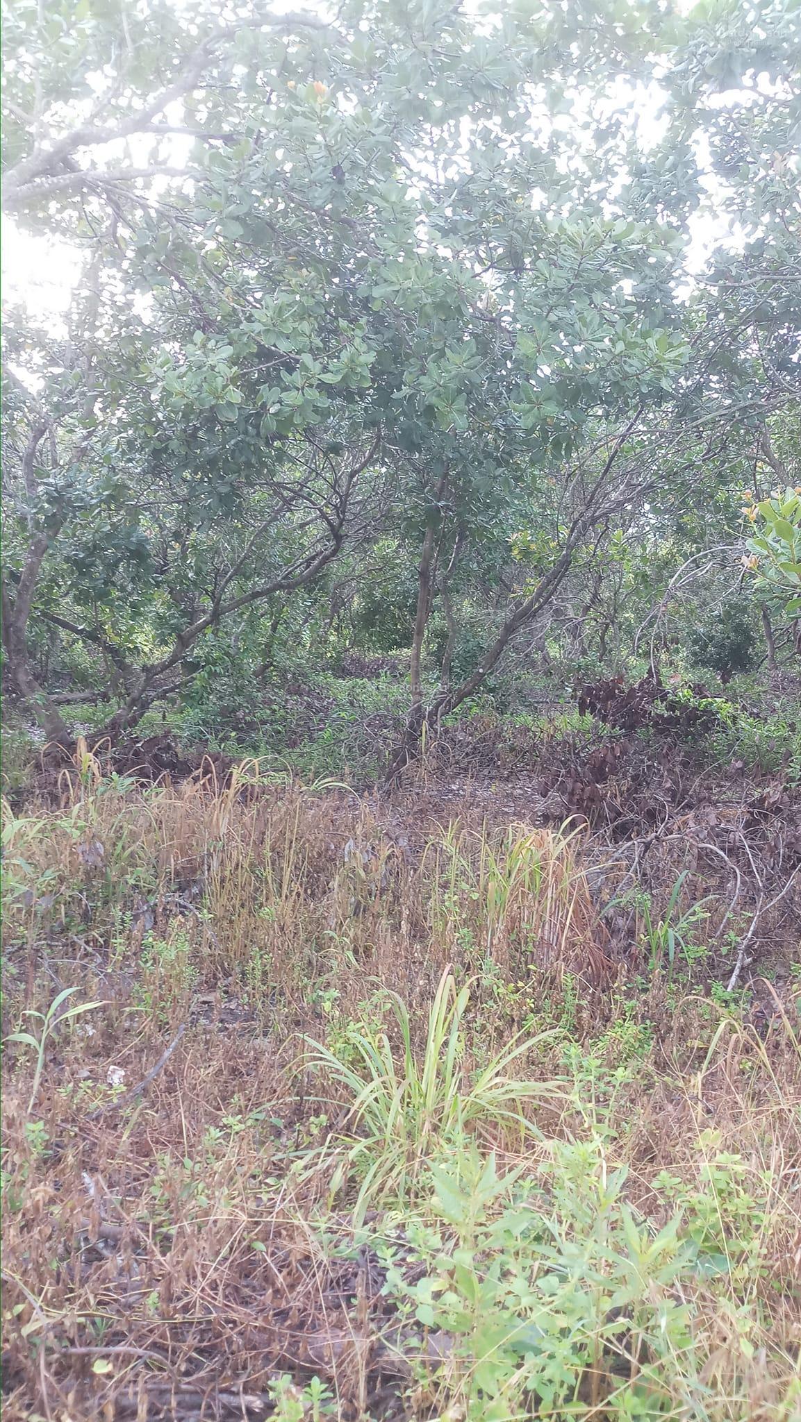 Bán 1,3ha rẫy ở Lộc Quang, Lộc Ninh, Bình Phước