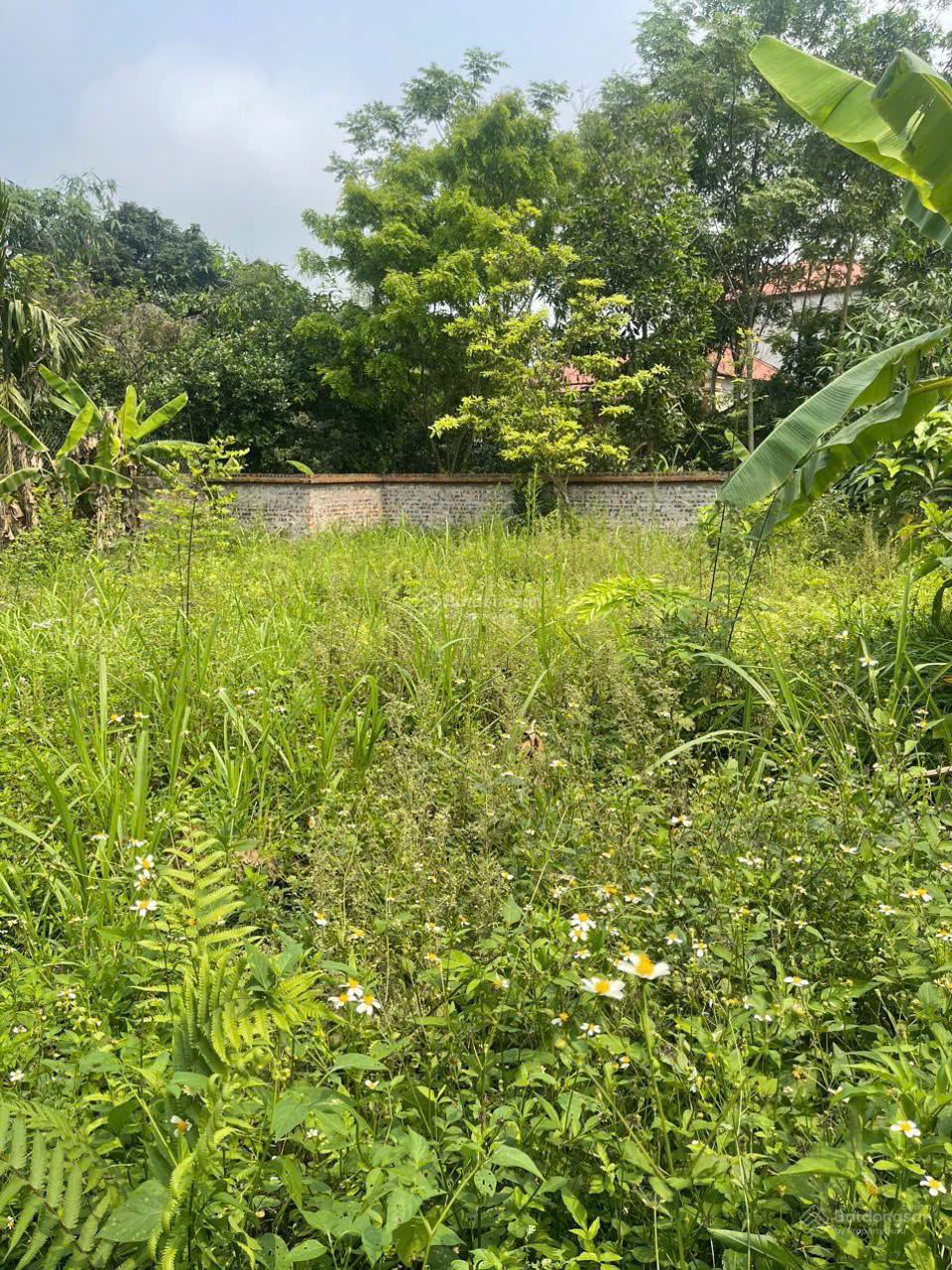 Hàng mới, lô đất Cẩm Lĩnh full thổ cư chia được làm 2 sổ, gần các KDL, cách đường nhựa điểm bus 30m