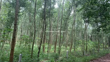 Chỉ 1,1 triệu/m2 | 4ha - 3 mặt tiền 405m đẹp | xây nhà xưỡng| Long Nguyên - Bàu Bàng