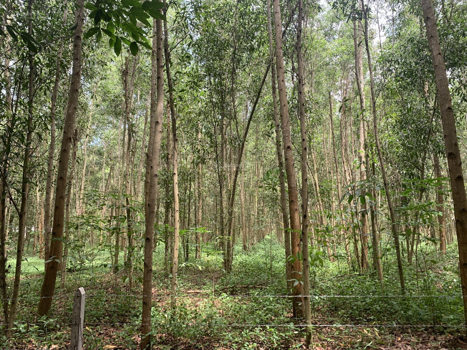 Chỉ 1,1 triệu/m2 | 4ha - 3 mặt tiền 405m đẹp | xây nhà xưỡng| Long Nguyên - Bàu Bàng