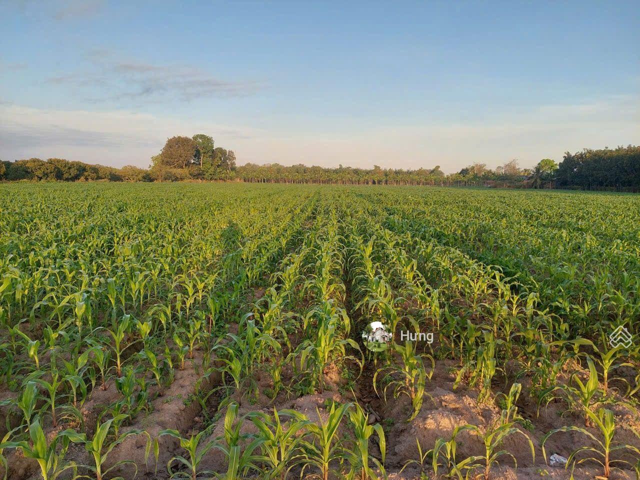 Bán đất thổ cư Gò Dầu giá rẻ, đất bằng ngang 100m đường xe tải lớn chạy