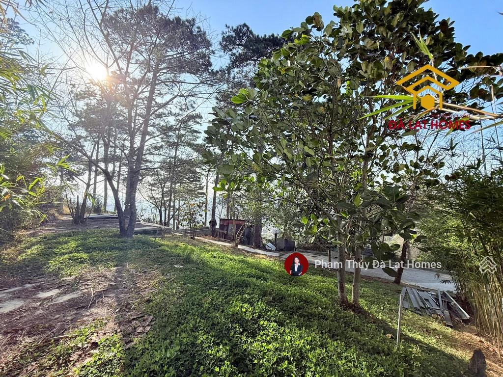 Bán villa Khe Sanh Đà Lạt, sân vườn thông bao phủ và view toàn thung lũng thành phố