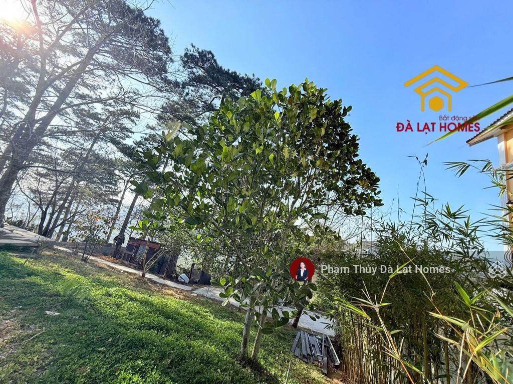 Bán villa Khe Sanh Đà Lạt, sân vườn thông bao phủ và view toàn thung lũng thành phố