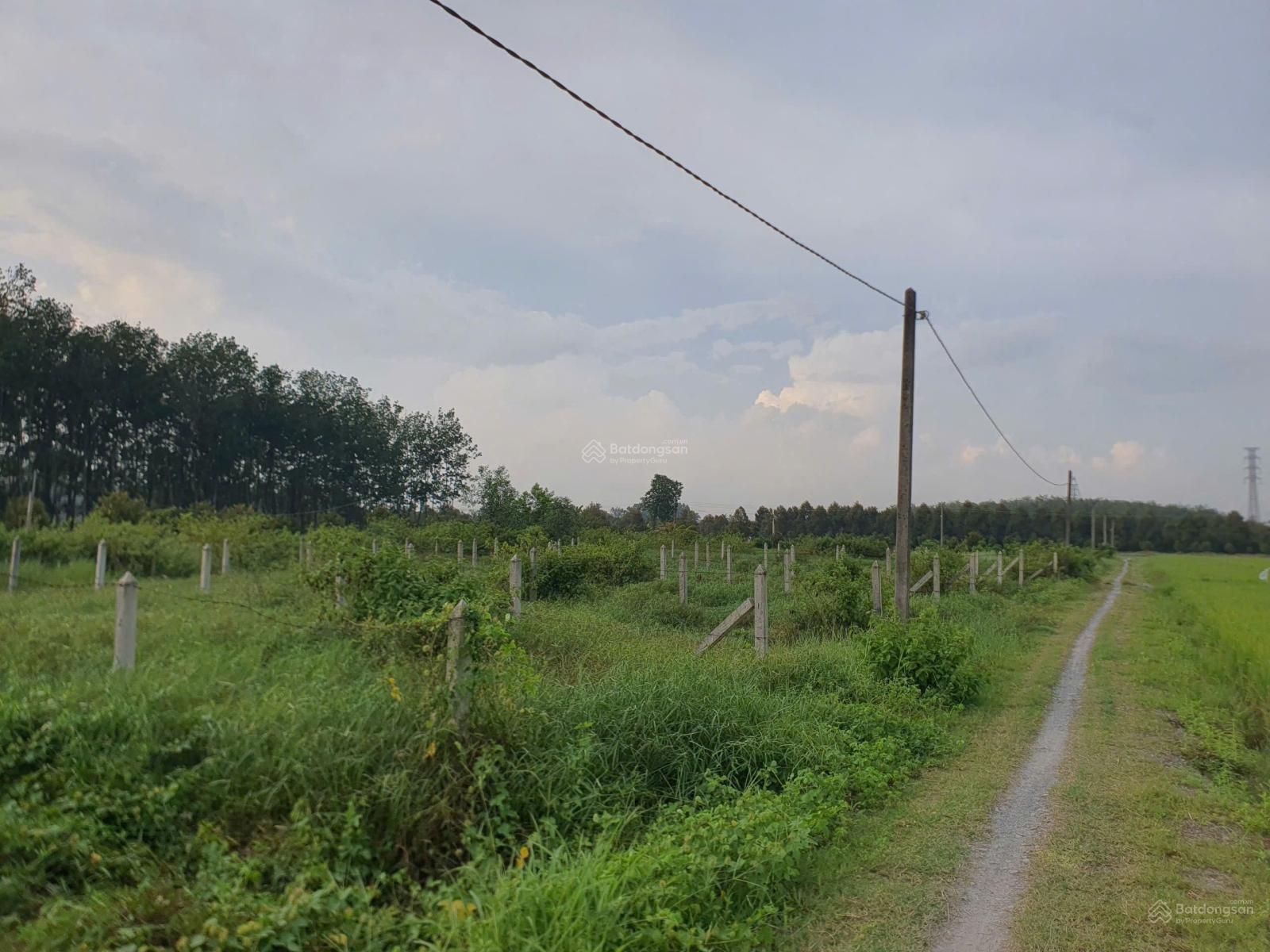 BÁN ĐẤT THỔ CƯ ẤP 7_ BÀU ĐỒN_ GÒ DẦU_ TÂY NINH BÁN ĐẤT THỔ CƯ ẤP 7_ BÀU ĐỒN_ GÒ DẦU_ TÂY NINH