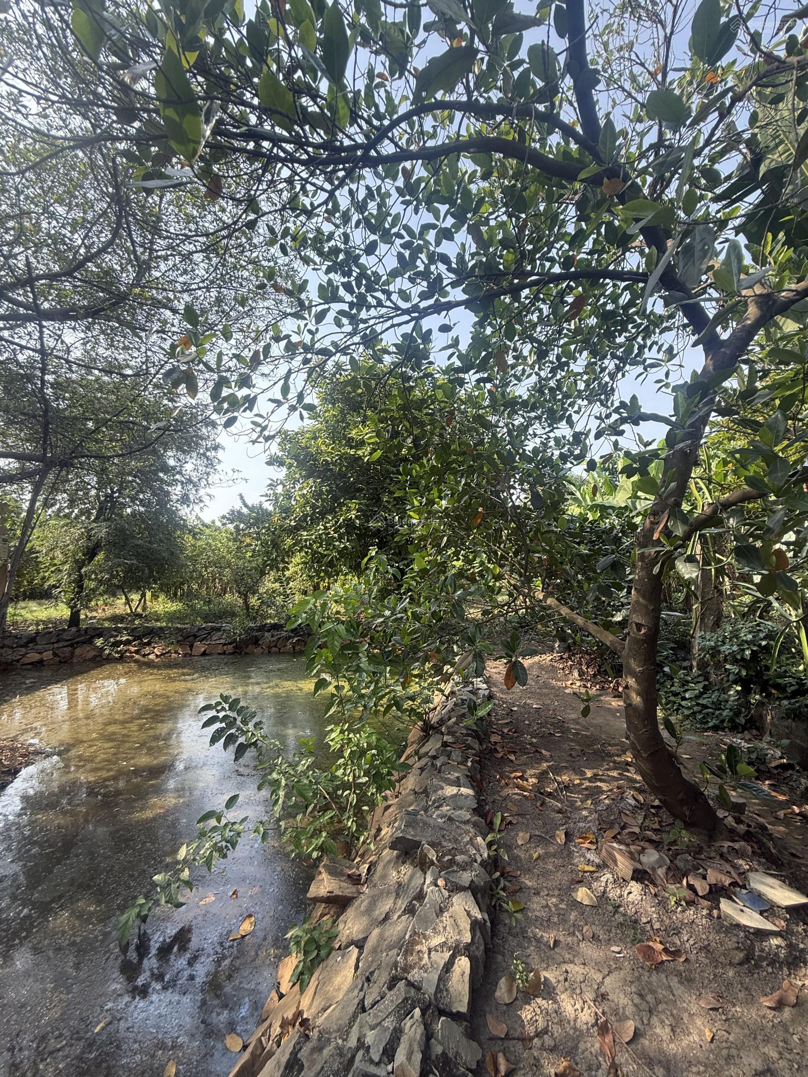 Bán đất lớn thổ cư An Phú Đông, Quận 12 giáp Gò Vấp