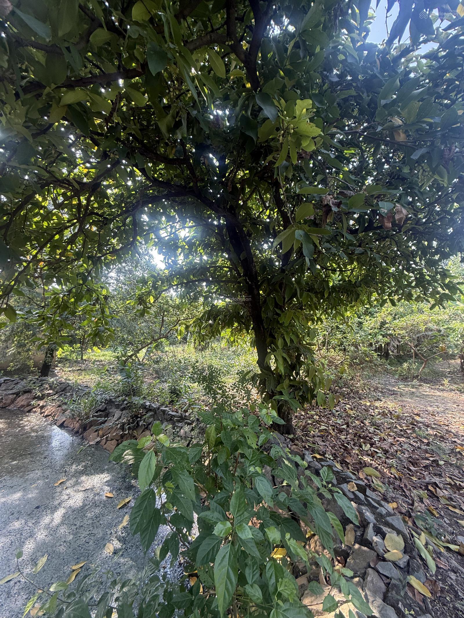 Bán đất lớn thổ cư An Phú Đông, Quận 12 giáp Gò Vấp