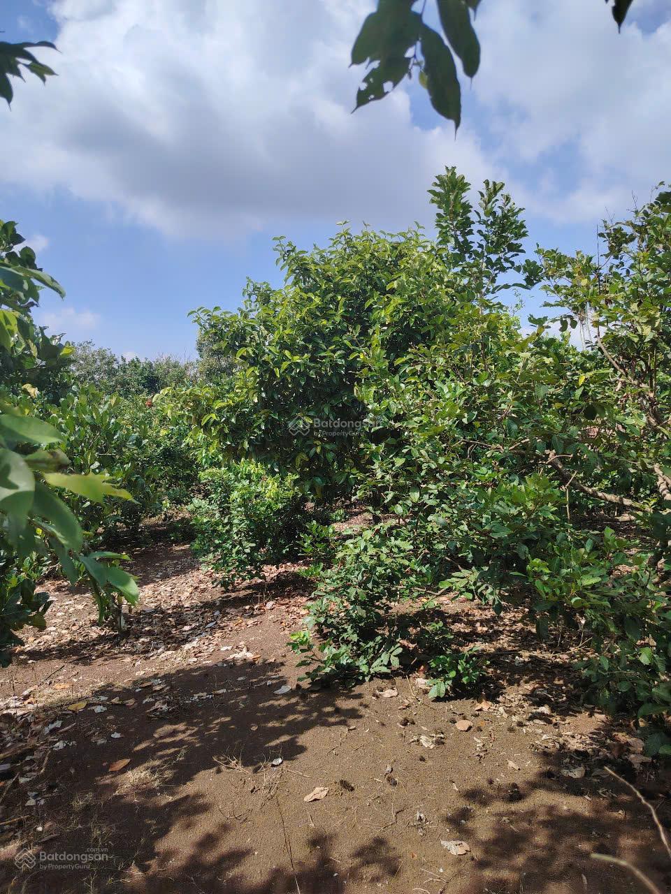 Vườn trái cây tại Xã Bình Lộc, Long Khánh, DT: 2008m2 có 300m2 thổ cư