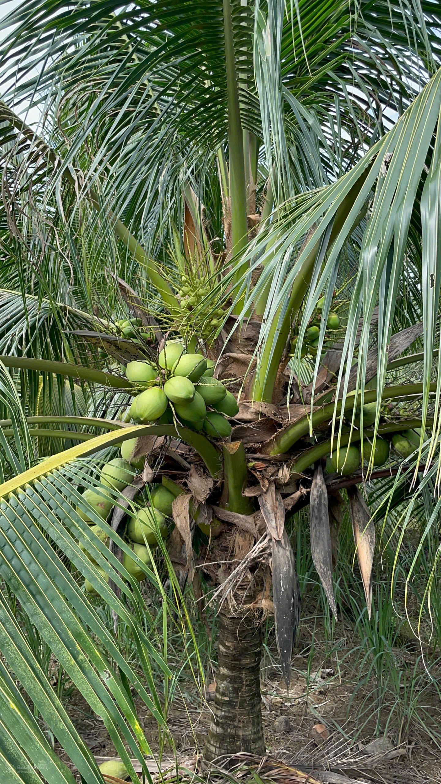 439 Triệu Sở Hữu 489m² Đất Vườn Dừa Tân Phú Đông Quy Hoạch Thổ Cư, Đường Xe Tải