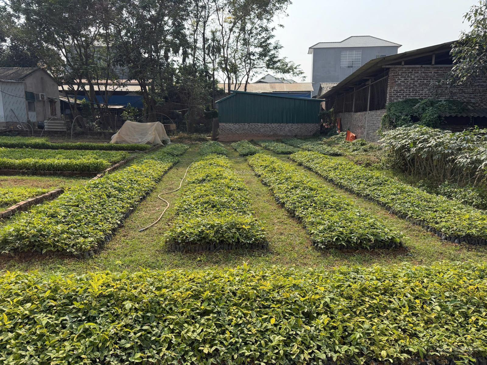 Cần bán lô đất rừng sản xuất thôn Đồng Cà, xã Yên Dương, Tam Đảo, Vĩnh Phúc