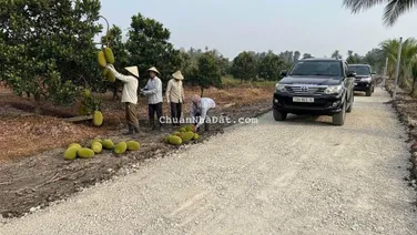 Chủ bán 10 lô F0 đất vườn đang trồng mít ruột đỏ, DT 500m2 (10 x 50) giá 650tr/lô, đường xe hơi