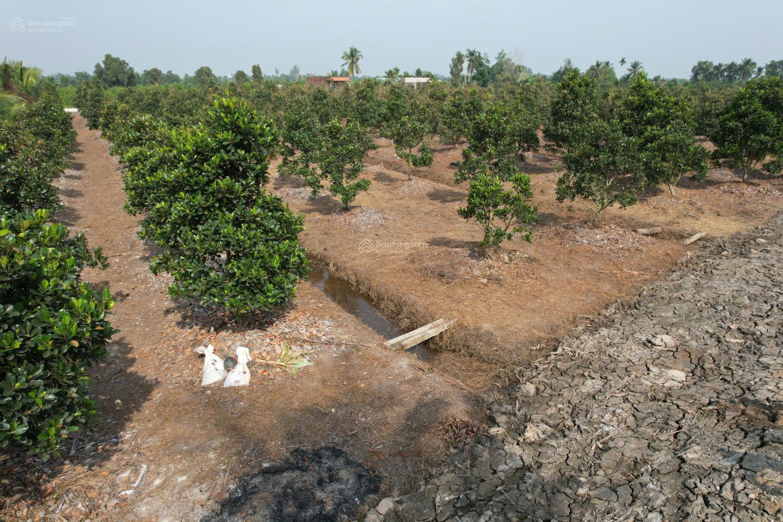 Chủ bán 10 lô F0 đất vườn đang trồng mít ruột đỏ, DT 500m2 (10 x 50) giá 650tr/lô, đường xe hơi Chủ bán 10 lô F0 đất vườn đang trồng mít ruột đỏ, DT 500m2 (10 x 50) giá 650tr/lô, đường xe hơi