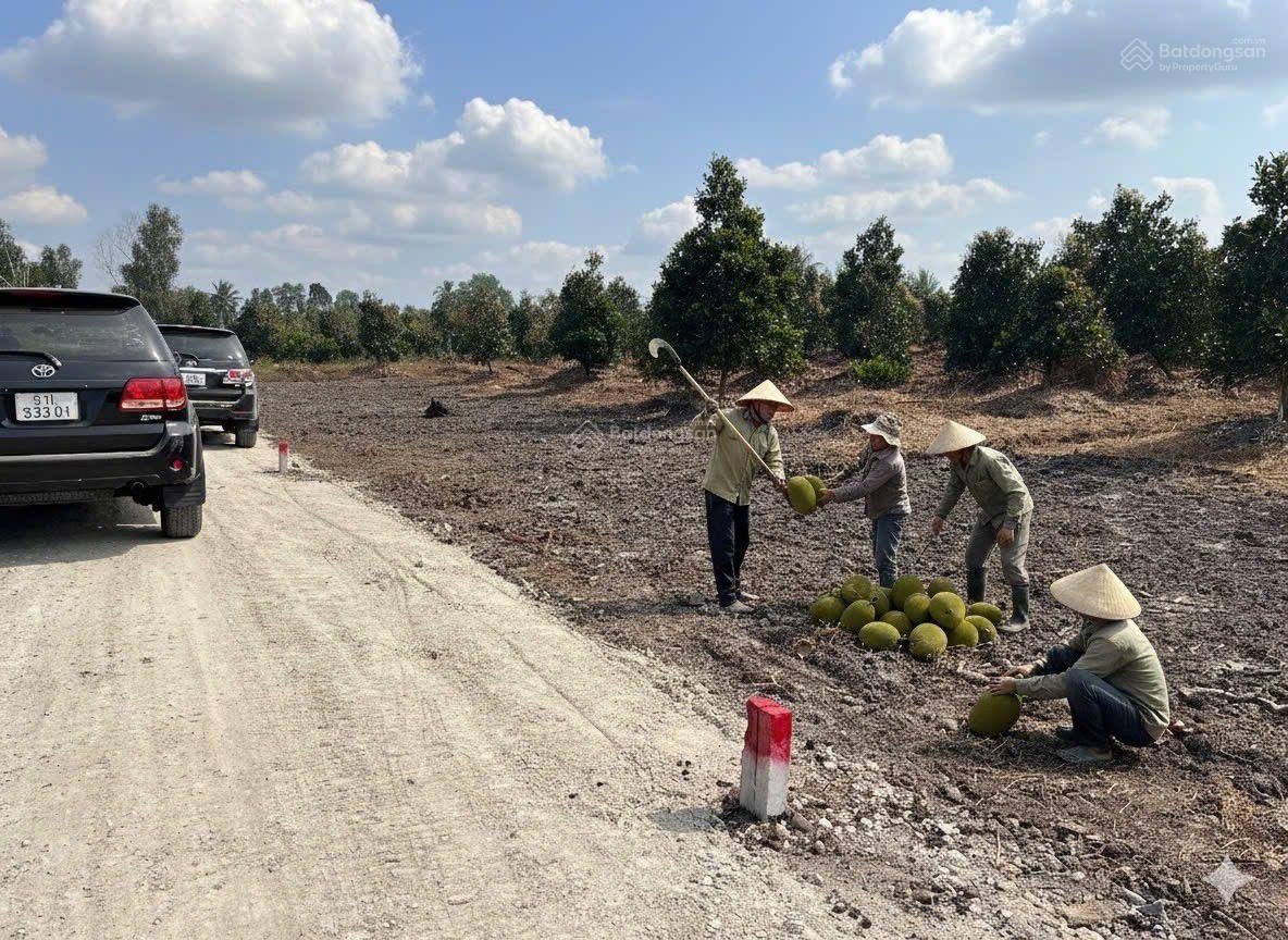 Chủ bán 10 lô F0 đất vườn đang trồng mít ruột đỏ, DT 500m2 (10 x 50) giá 650tr/lô, đường xe hơi Chủ bán 10 lô F0 đất vườn đang trồng mít ruột đỏ, DT 500m2 (10 x 50) giá 650tr/lô, đường xe hơi