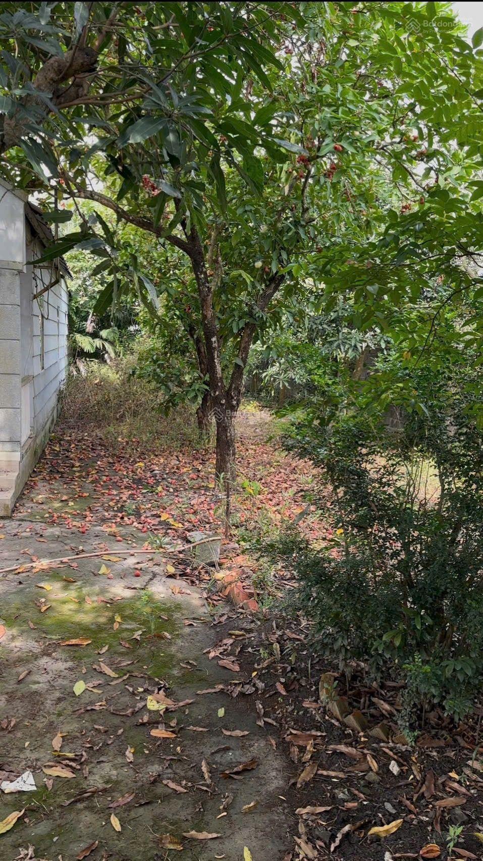 Ngôp! Hạ giá bán nhanh lô đất tặng căn nhà vườn Quy Đức, Bình Chánh