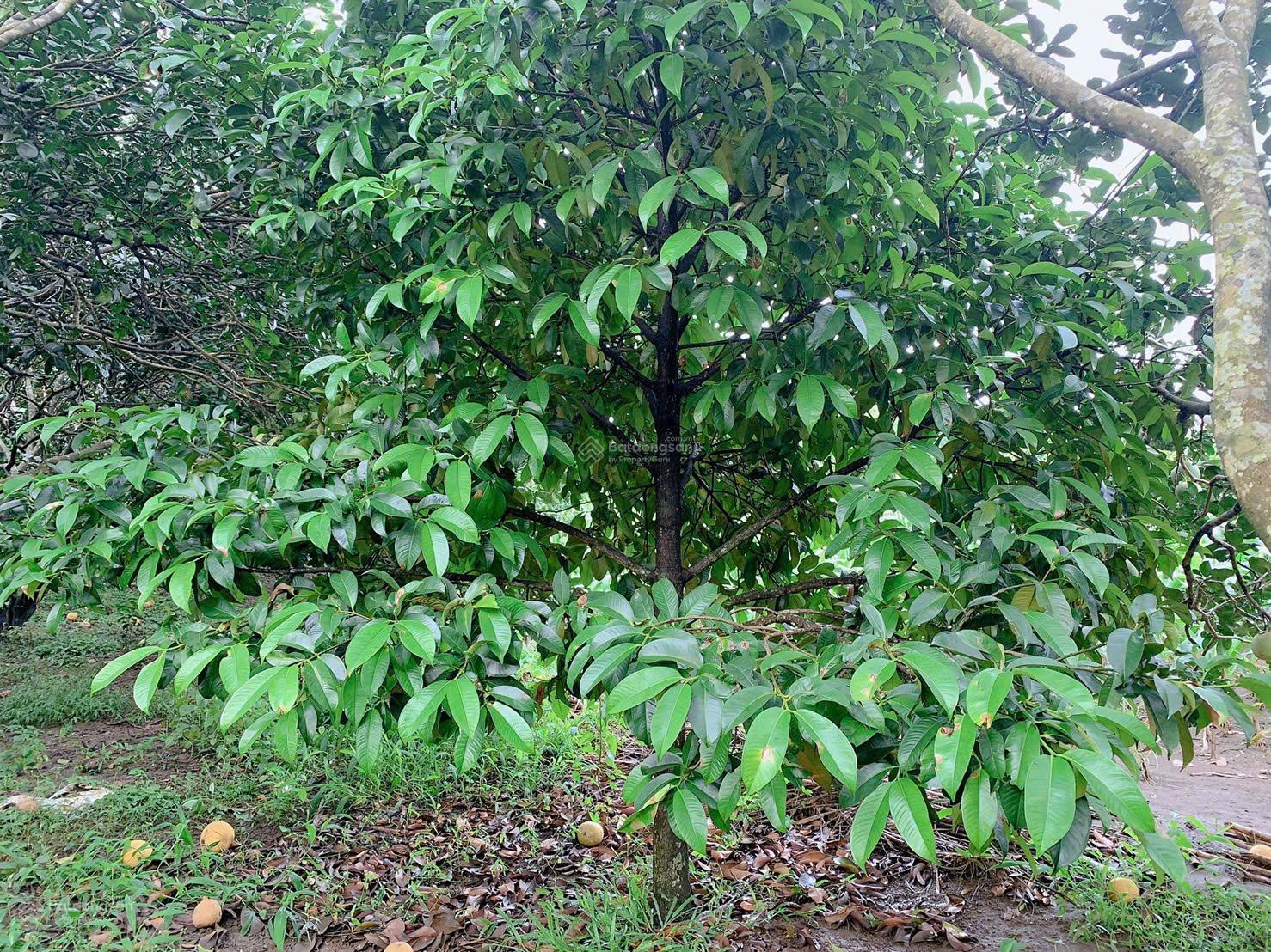 Bán khoảng 4 sào (3977m2) đất xã Kim Long, huyện Châu Đức, BRVT. Giá 4 tỷ Bán khoảng 4 sào (3977m2) đất xã Kim Long, huyện Châu Đức, BRVT. Giá 4 tỷ