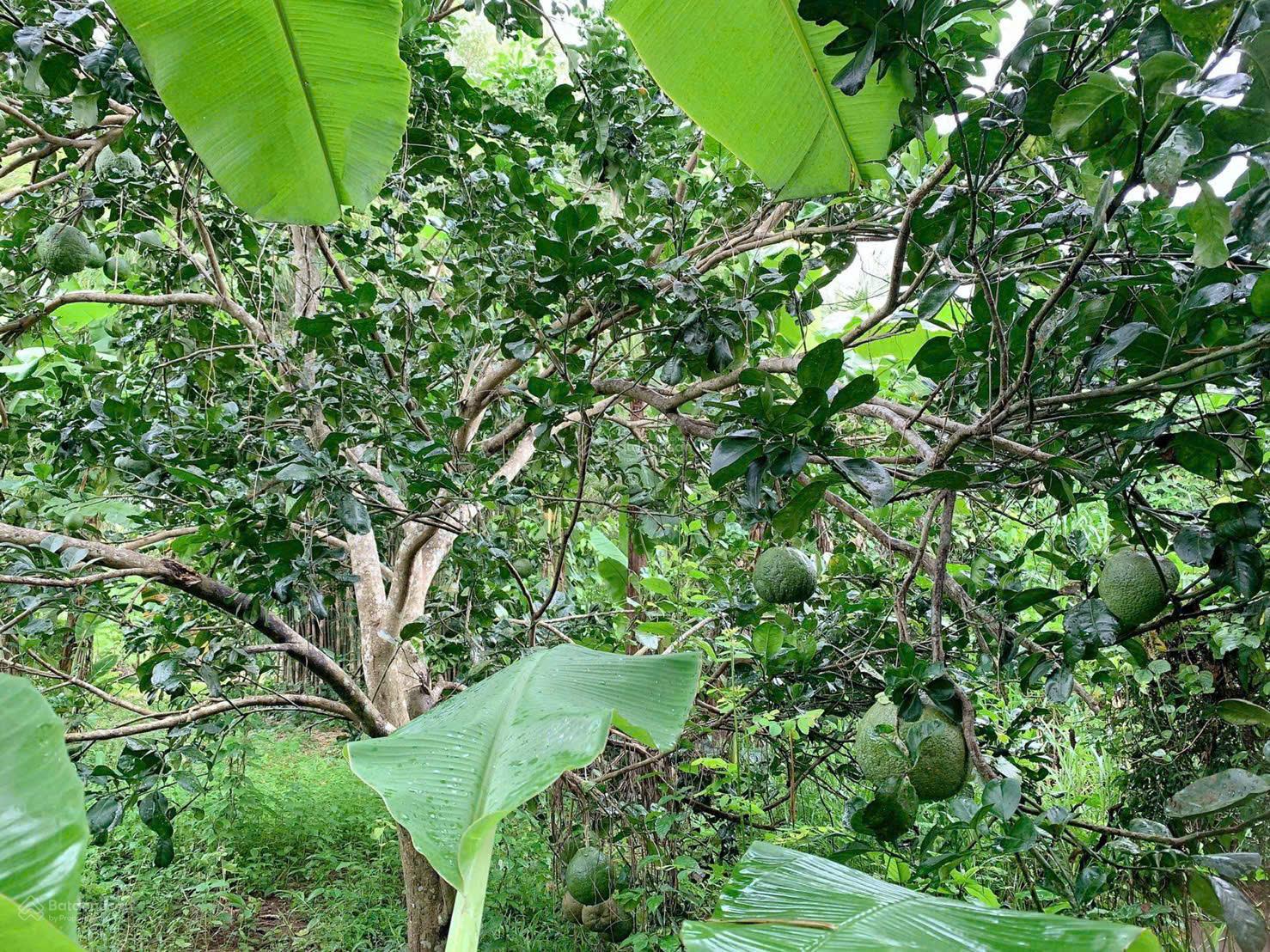 Bán khoảng 4 sào (3977m2) đất xã Kim Long, huyện Châu Đức, BRVT. Giá 4 tỷ Bán khoảng 4 sào (3977m2) đất xã Kim Long, huyện Châu Đức, BRVT. Giá 4 tỷ