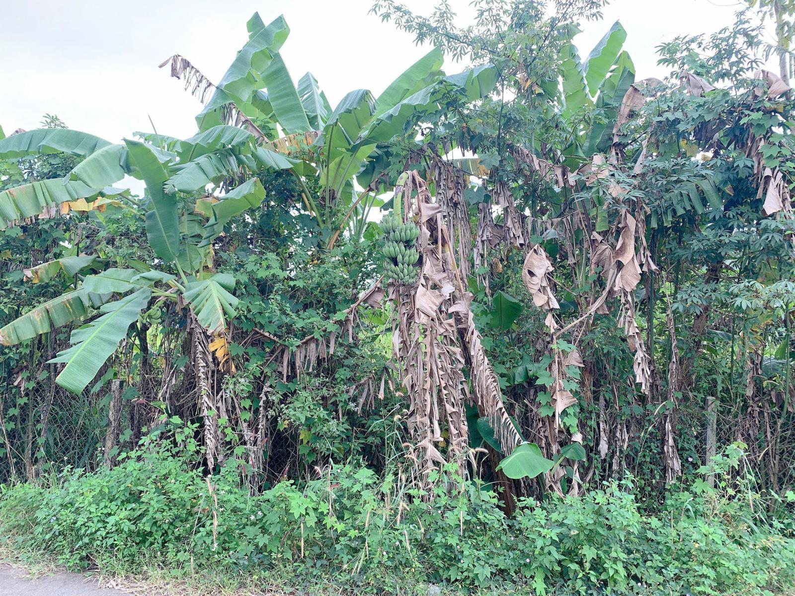 Bán khoảng 5 sào 1 (5100m2) đất xã Kim Long, huyện Châu Đức, BRVT. Giá 5 tỷ Bán khoảng 5 sào 1 (5100m2) đất xã Kim Long, huyện Châu Đức, BRVT. Giá 5 tỷ