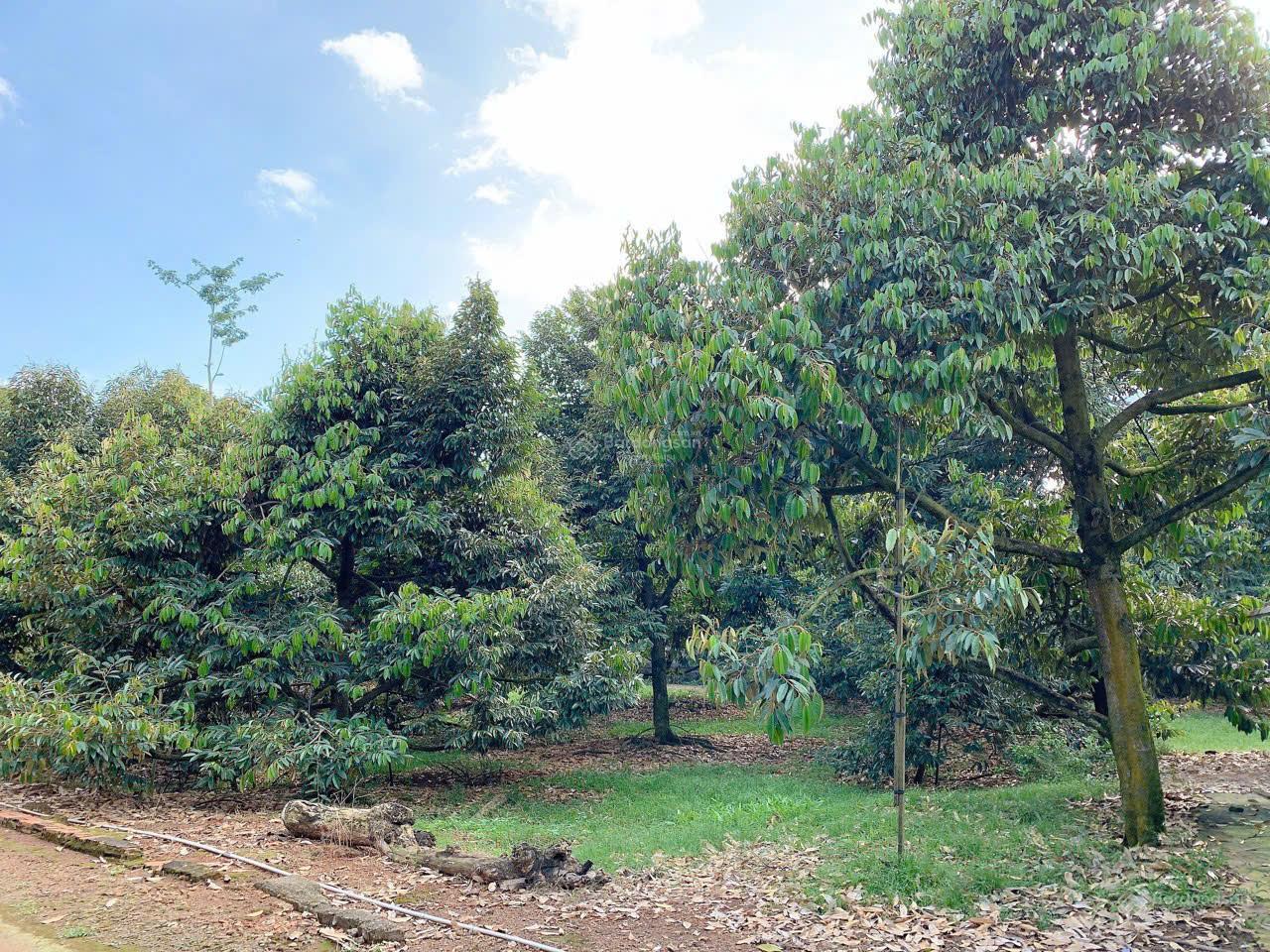 Bán khoảng 1 mẫu 2 (12.409m2) đất xã Láng Lớn, huyện Châu Đức, BRVT cũ). Giá 13,5 tỷ