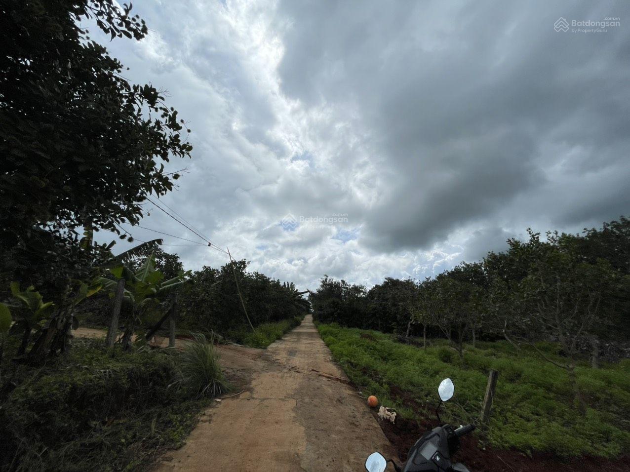 Lô đất đường bê tông- trục đường chính thôn 2 . Dân cư đông Đăk Lim - Đắk Ơ - Bù Gia Mập 933m2