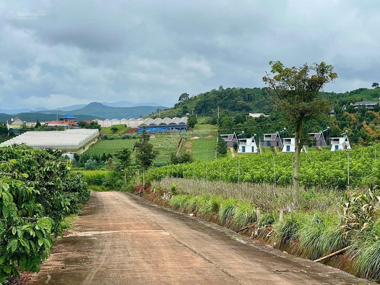 Dì đi kiếm đất tin lời người quen mất trắng đành bán lỗ 1200m2 chỉ 401tr