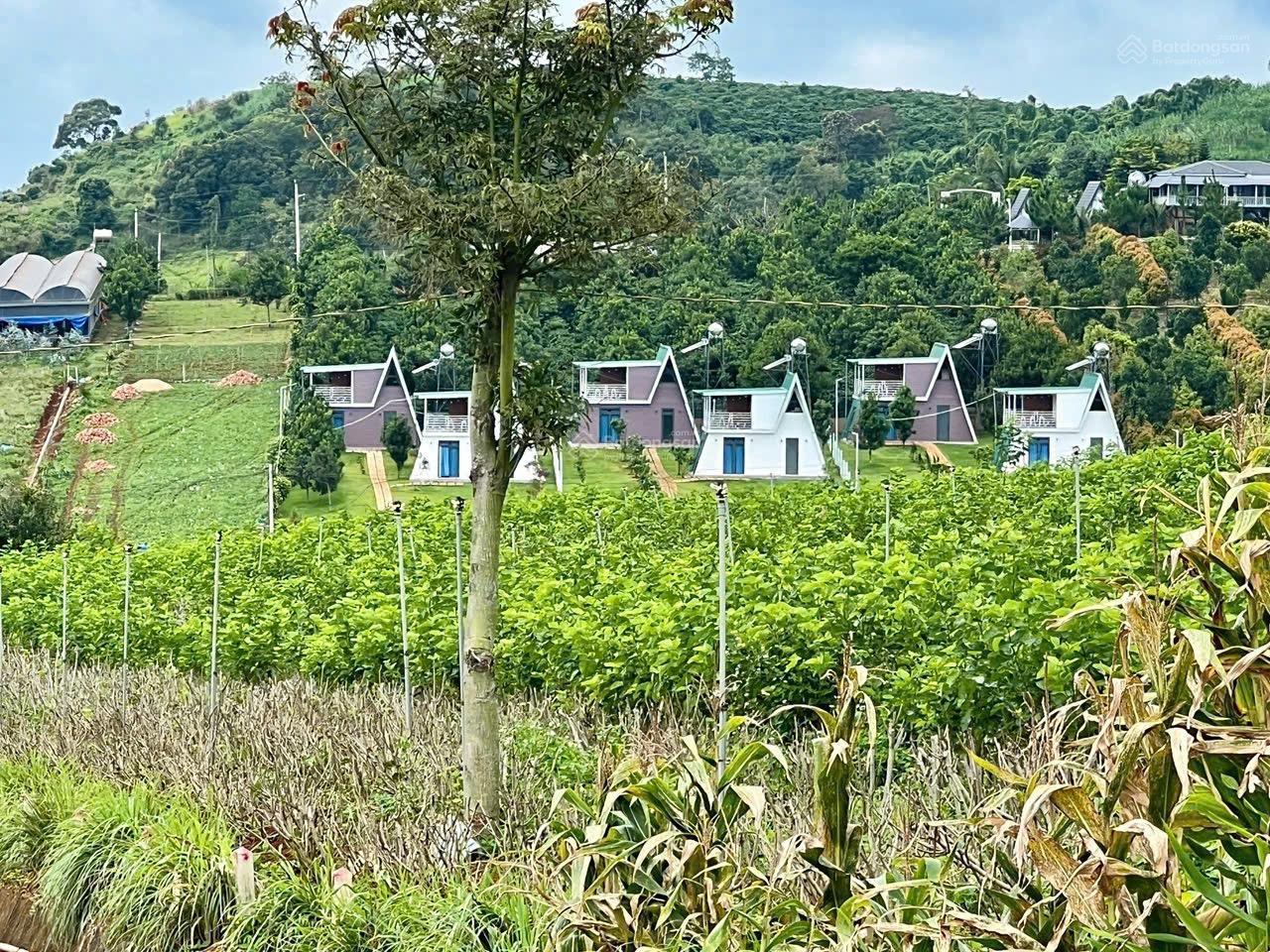 Dì đi kiếm đất tin lời người quen mất trắng đành bán lỗ 1200m2 chỉ 401tr