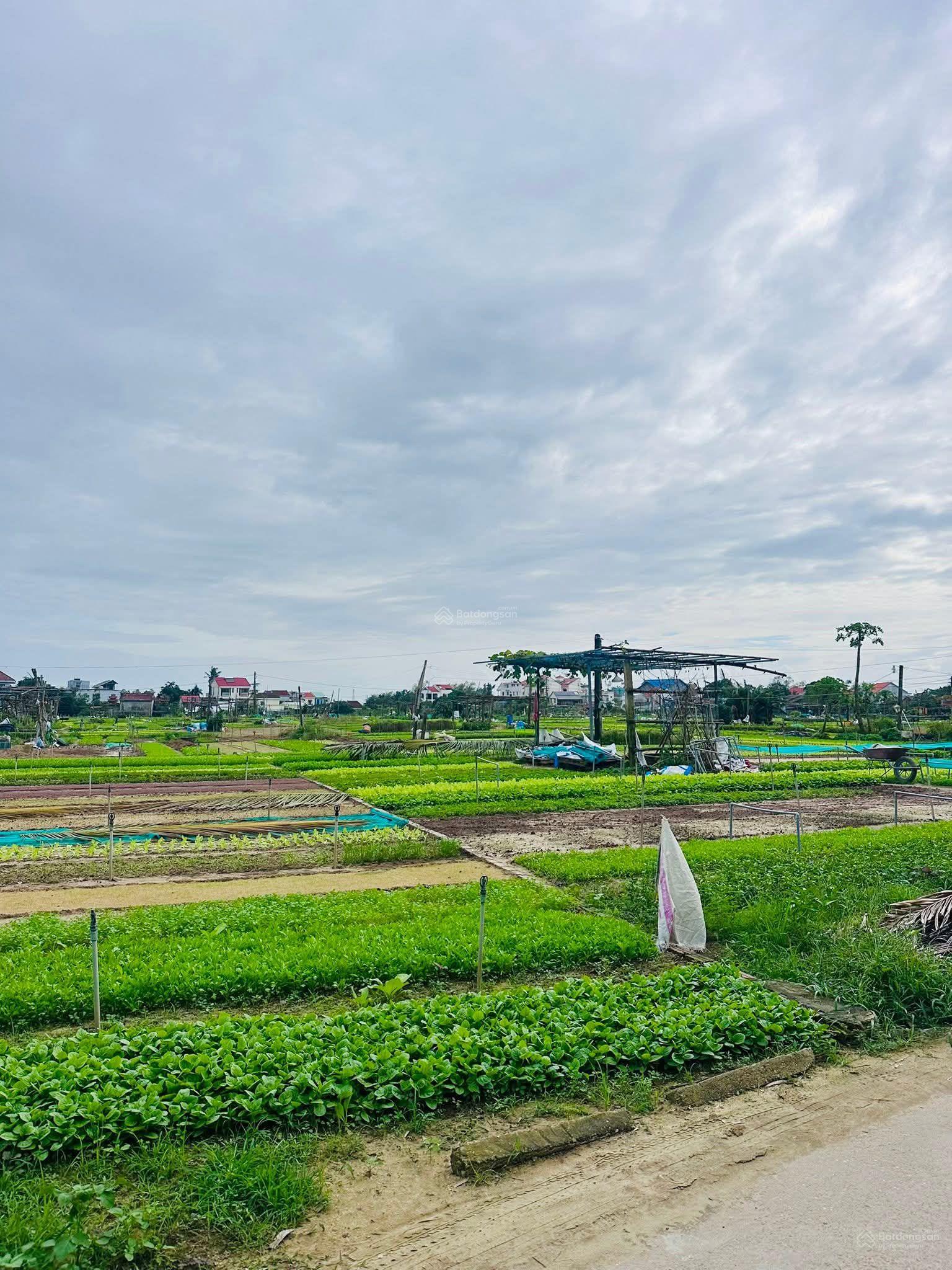 Bán Đất tại Phố Hai Bà Trưng, Cẩm Hà, Hội An, 13,2 tỷ, 389 m2