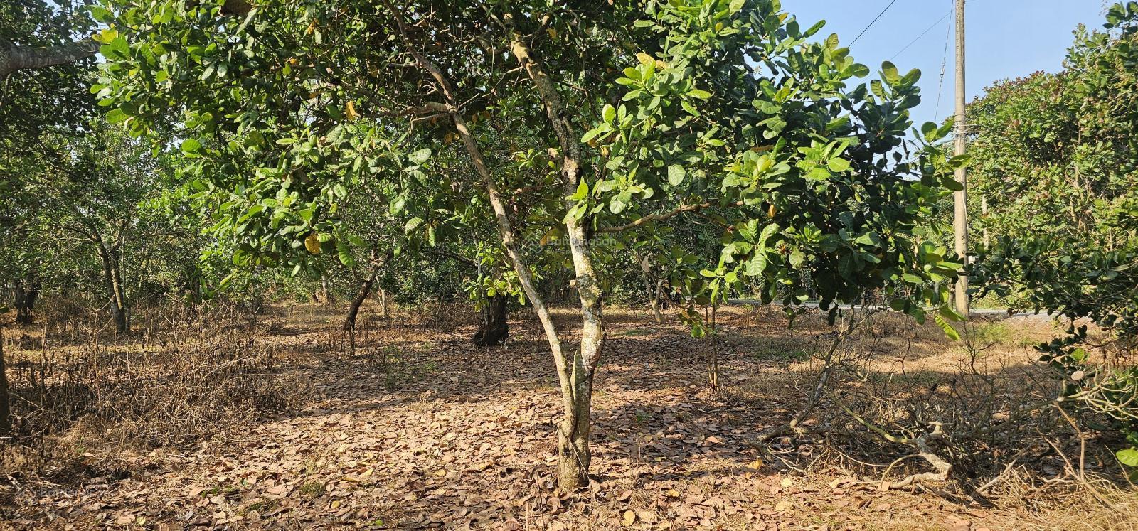 Bán 9145m đất phủ hồng có 148m mặt đường nhựa Láng Lớn