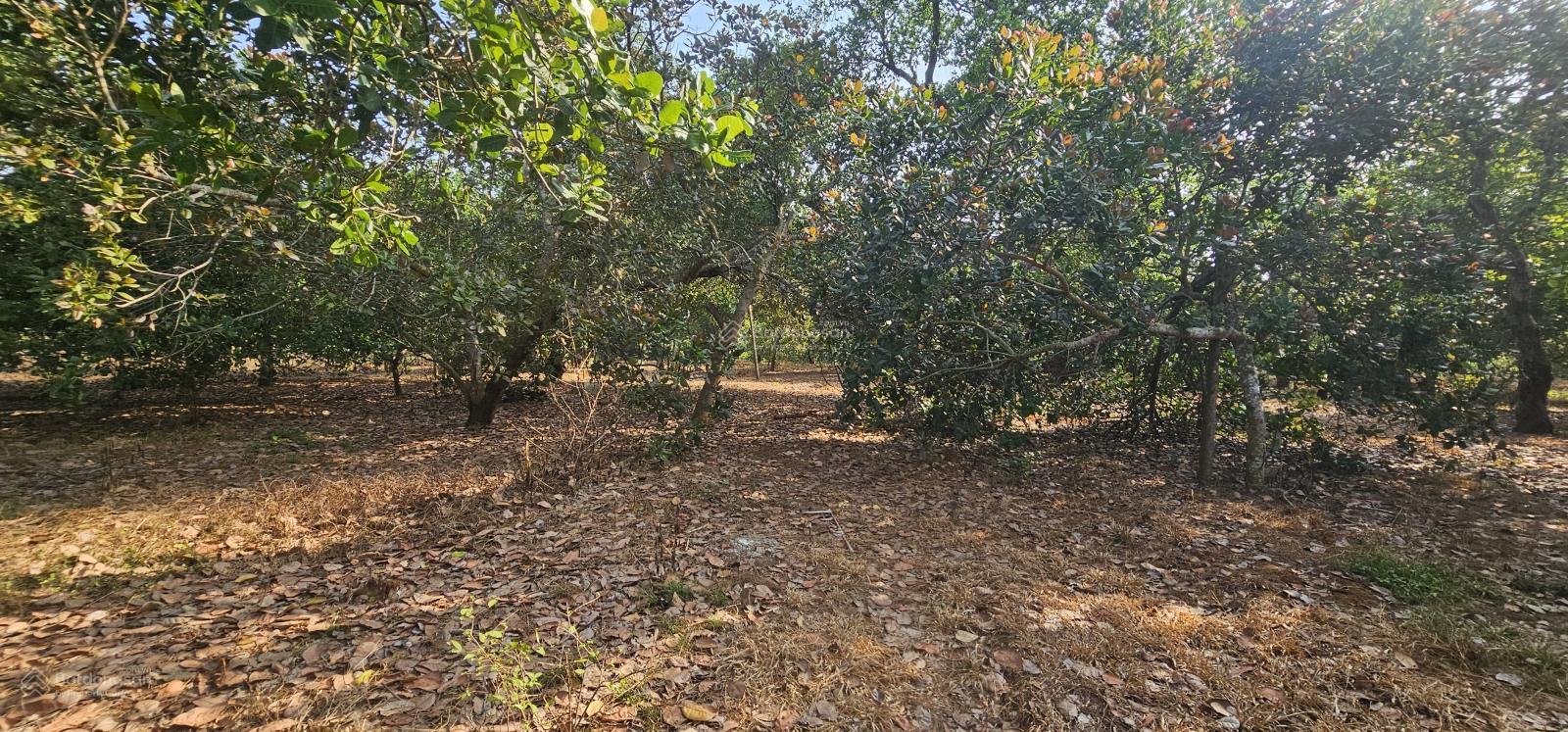 Bán 9145m đất phủ hồng có 148m mặt đường nhựa Láng Lớn