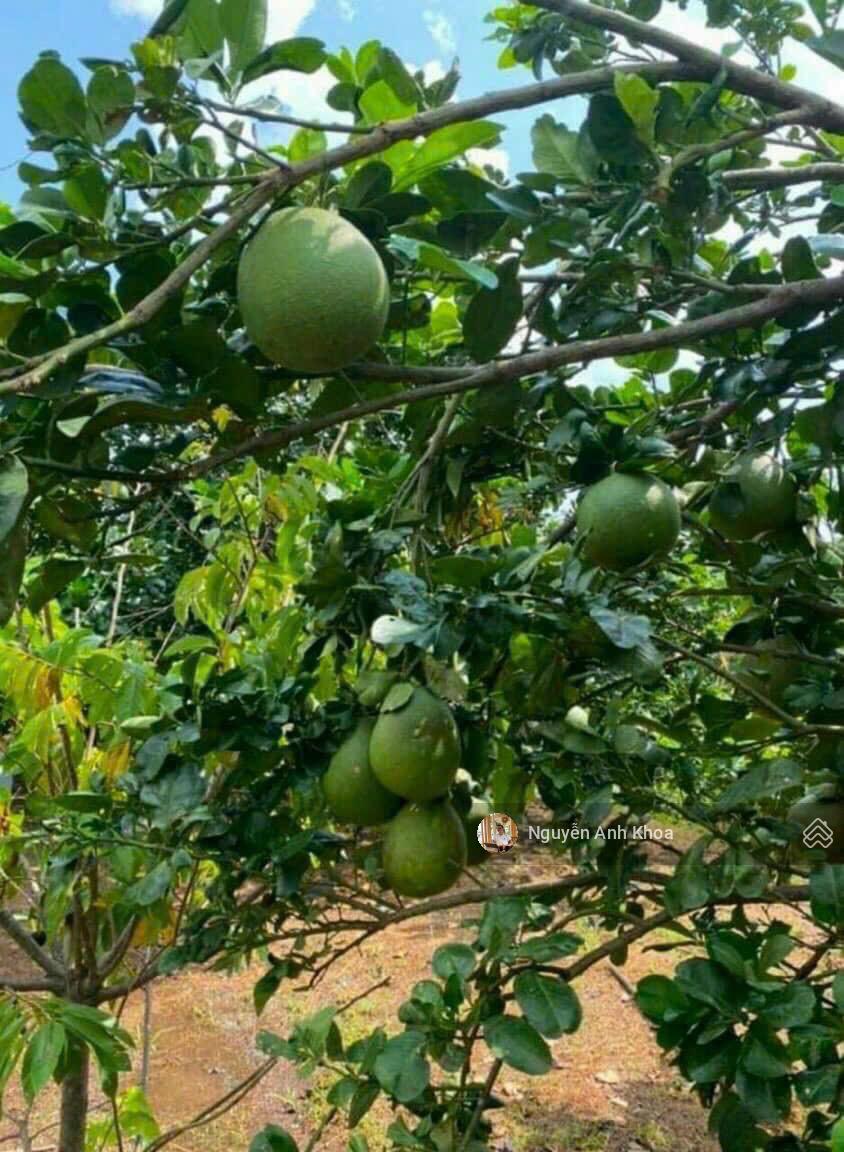 Chính chủ bán gấp đất nền sổ riêng giá chỉ 499 triệu Định Quán Đồng Nai Chính chủ bán gấp đất nền sổ riêng giá chỉ 499 triệu Định Quán Đồng Nai