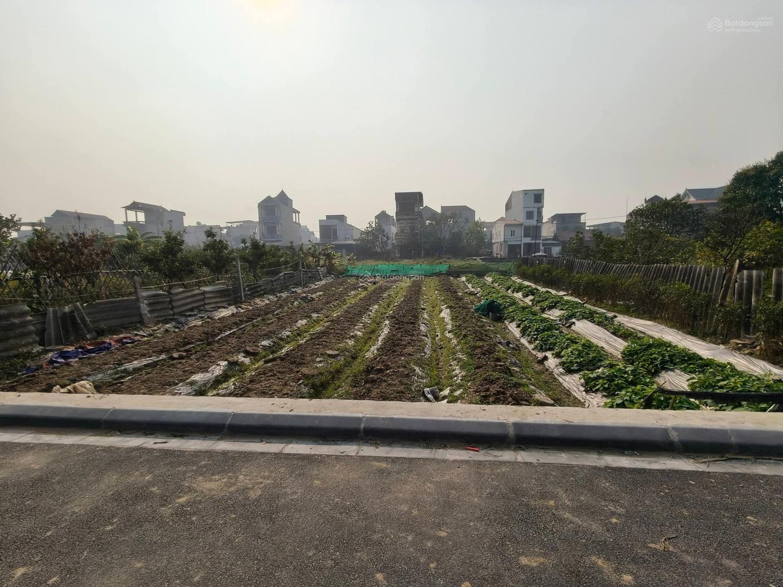 Đất ruộng Vân Nội 264m2, MT 10m, lúa nước, 950tr, ngay đấu giá, Đông Anh