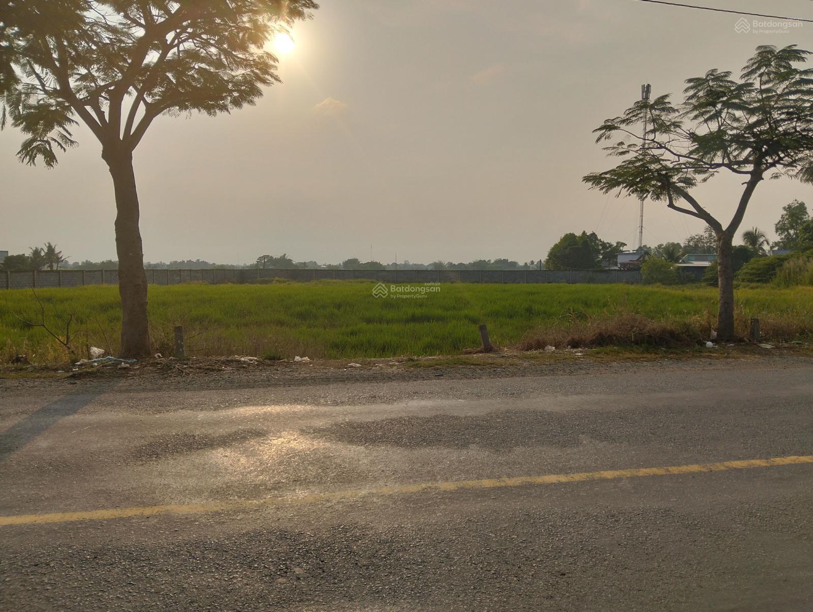 6000m2 đất lúa mặt tiền đường nhựa 826 thị Trấn Cần Đước