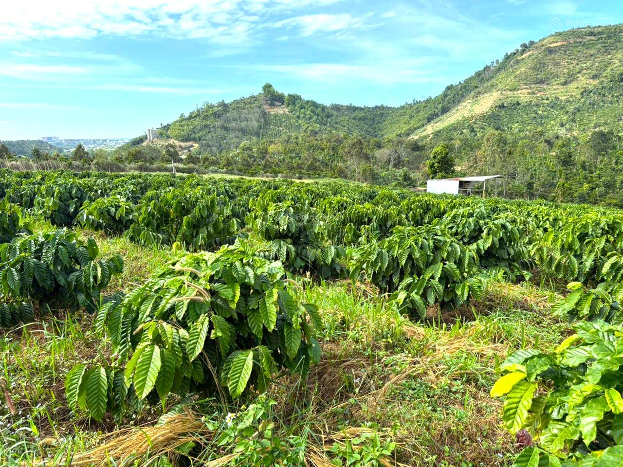 Rẫy trung tâm Gia Nghĩa sát farm EVA bằng tuyệt đối, có hồ, nghỉ dưỡng tuyệt vời