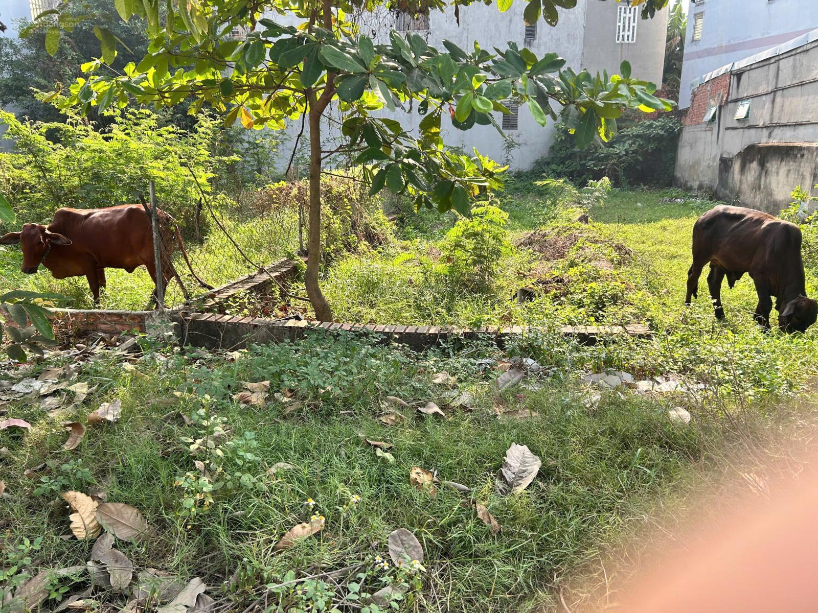 Đất khu Tân Xuân 3, mặt tiền thông ra Tô Ký, DT: 4x19.1m, thổ cư 76,4m2, khu dân cư, giá 4.3 tỷ