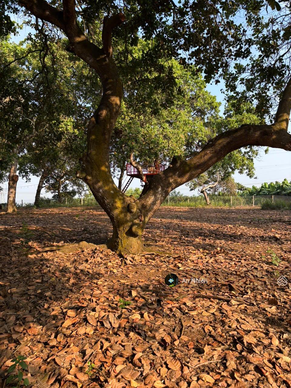 Còn 1 sổ vườn view nghỉ dưỡng hồ Trị An, Thống Nhất, Đồng Nai Còn 1 sổ vườn view nghỉ dưỡng hồ Trị An, Thống Nhất, Đồng Nai